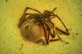 Fossil Spider (Araneae) & Several Mites (Arachnida) In Baltic Amber #120689-1